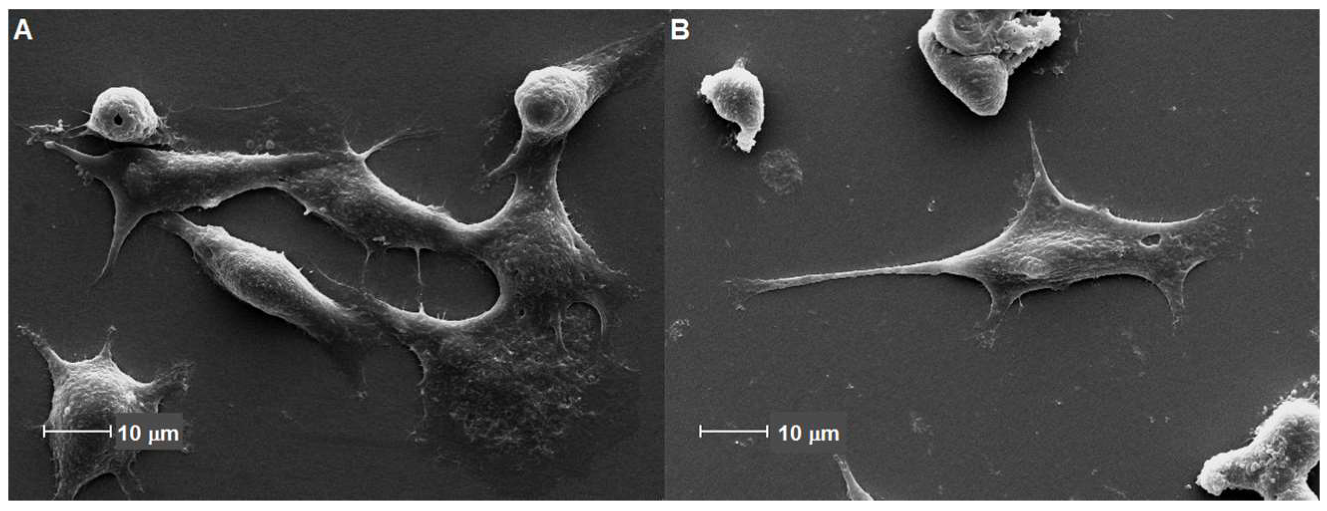 Cosmetics 05 00046 g005