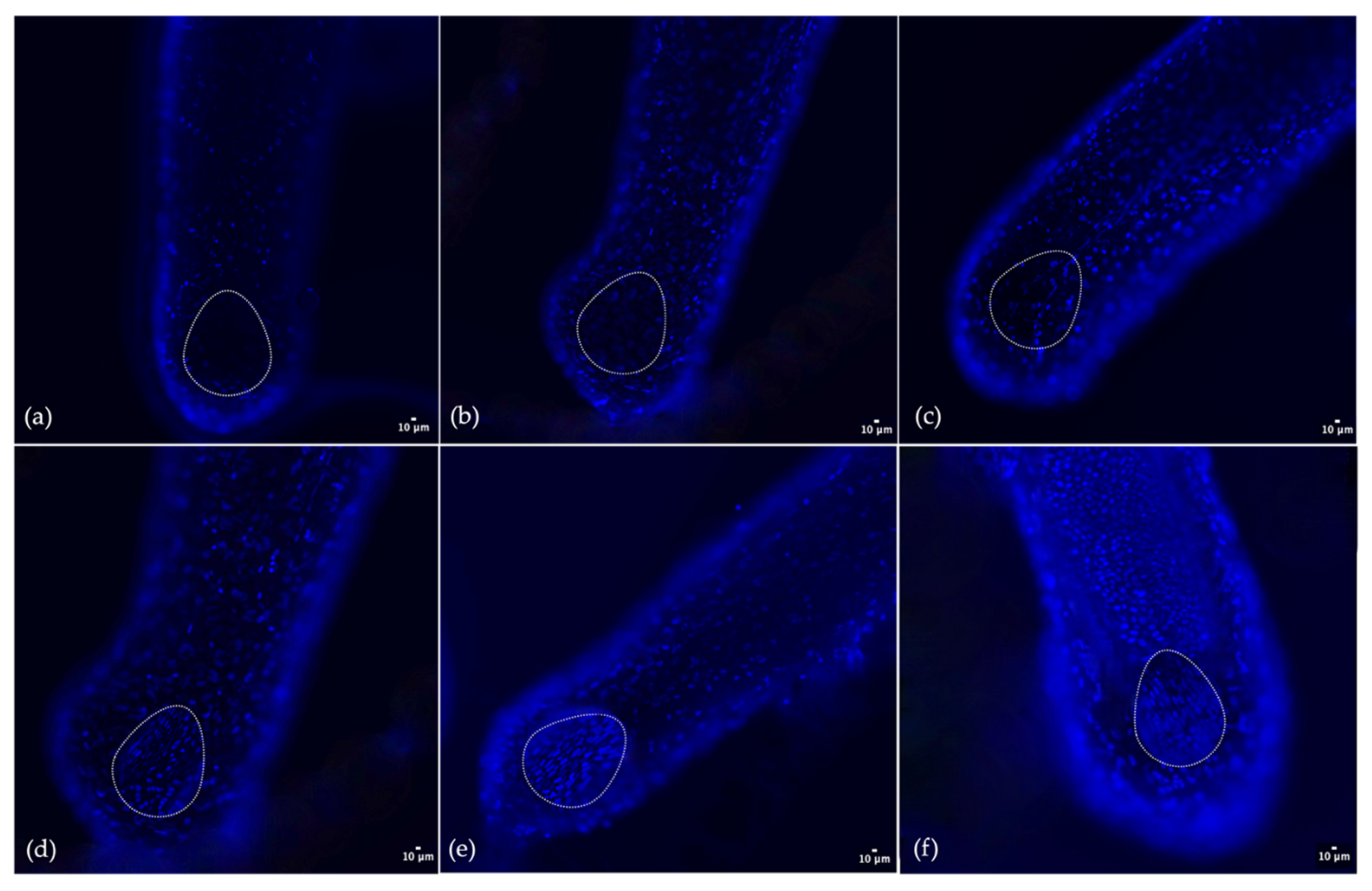 Cosmetics 11 00010 g004