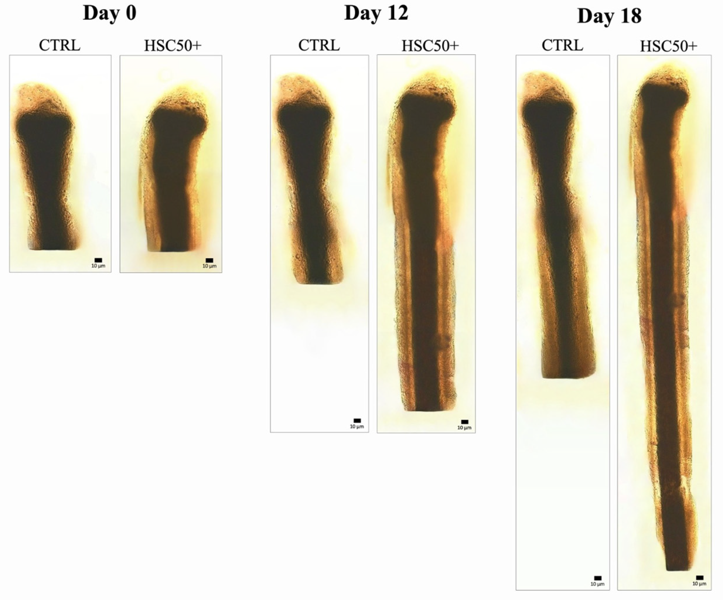 Cosmetics 11 00010 g007