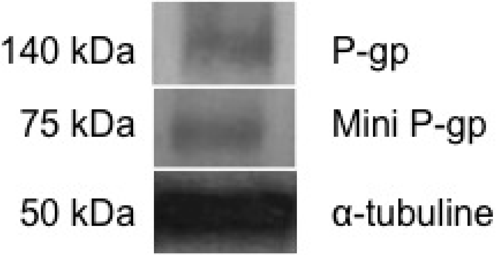 Diagnostics 05 00010 g001