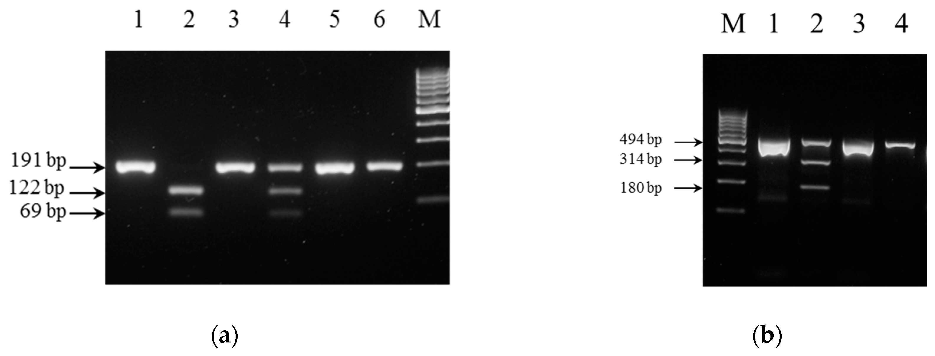 restriction fragment length polymorphism