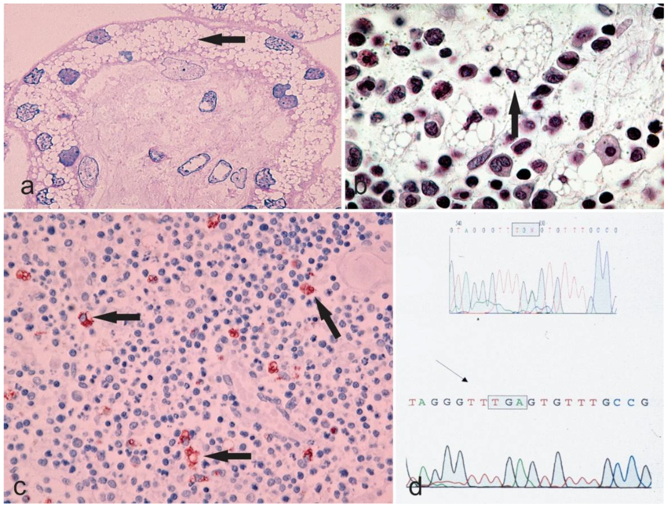 Diagnostics 08 00029 g002
