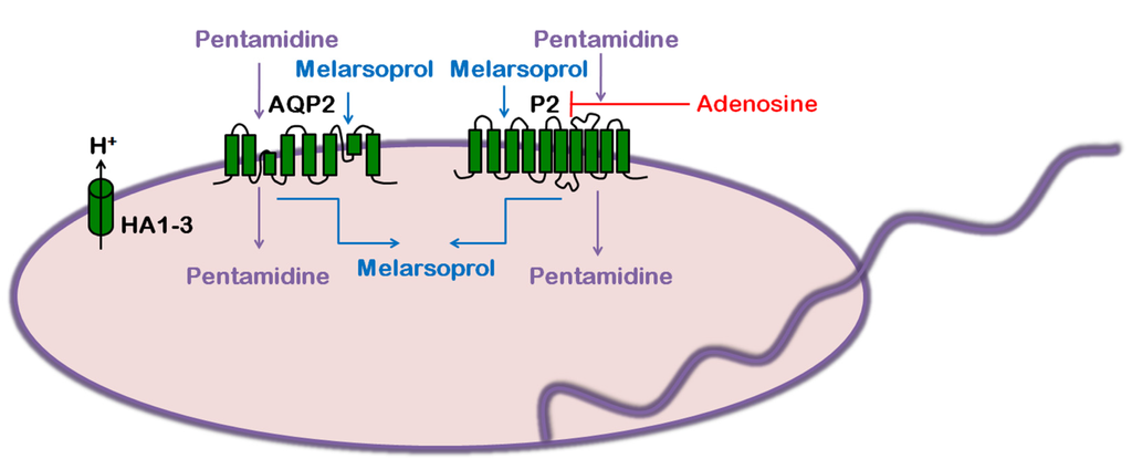 Diseases 02 00003 g003 1024