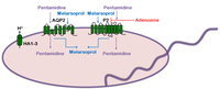 Diseases 02 00003 g003 200
