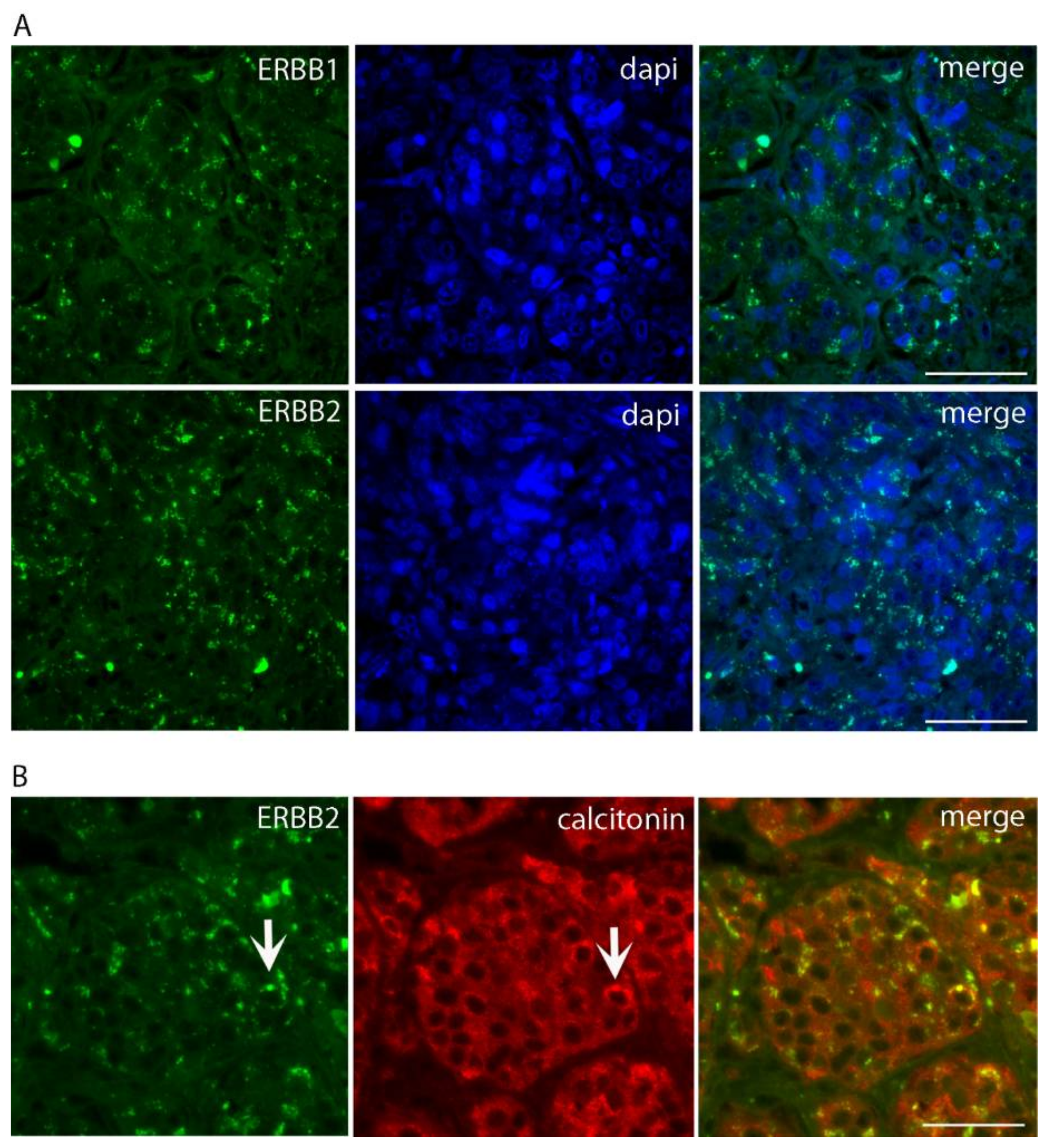 Diseases 06 00025 g003
