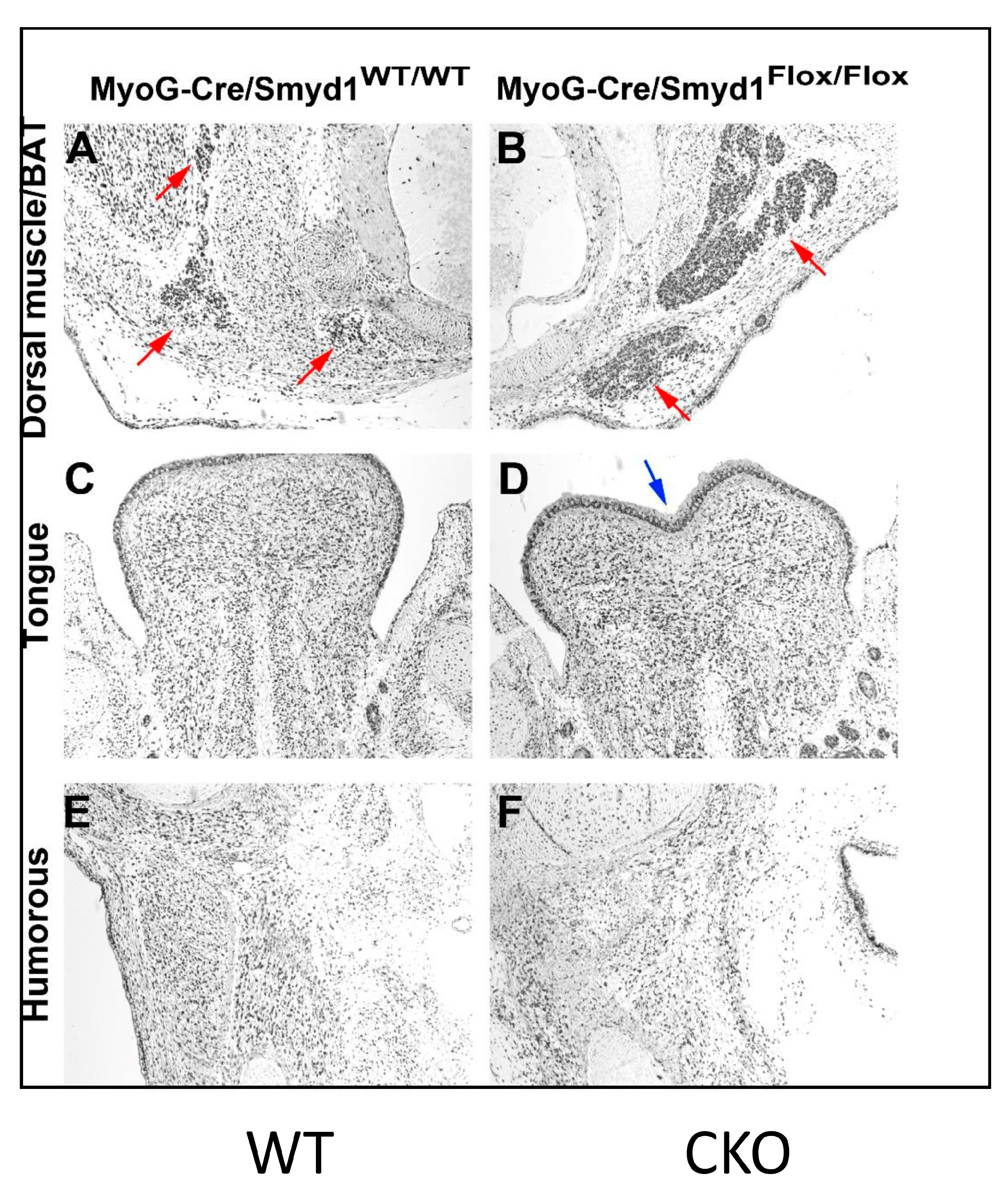 Diseases 07 00001 g003