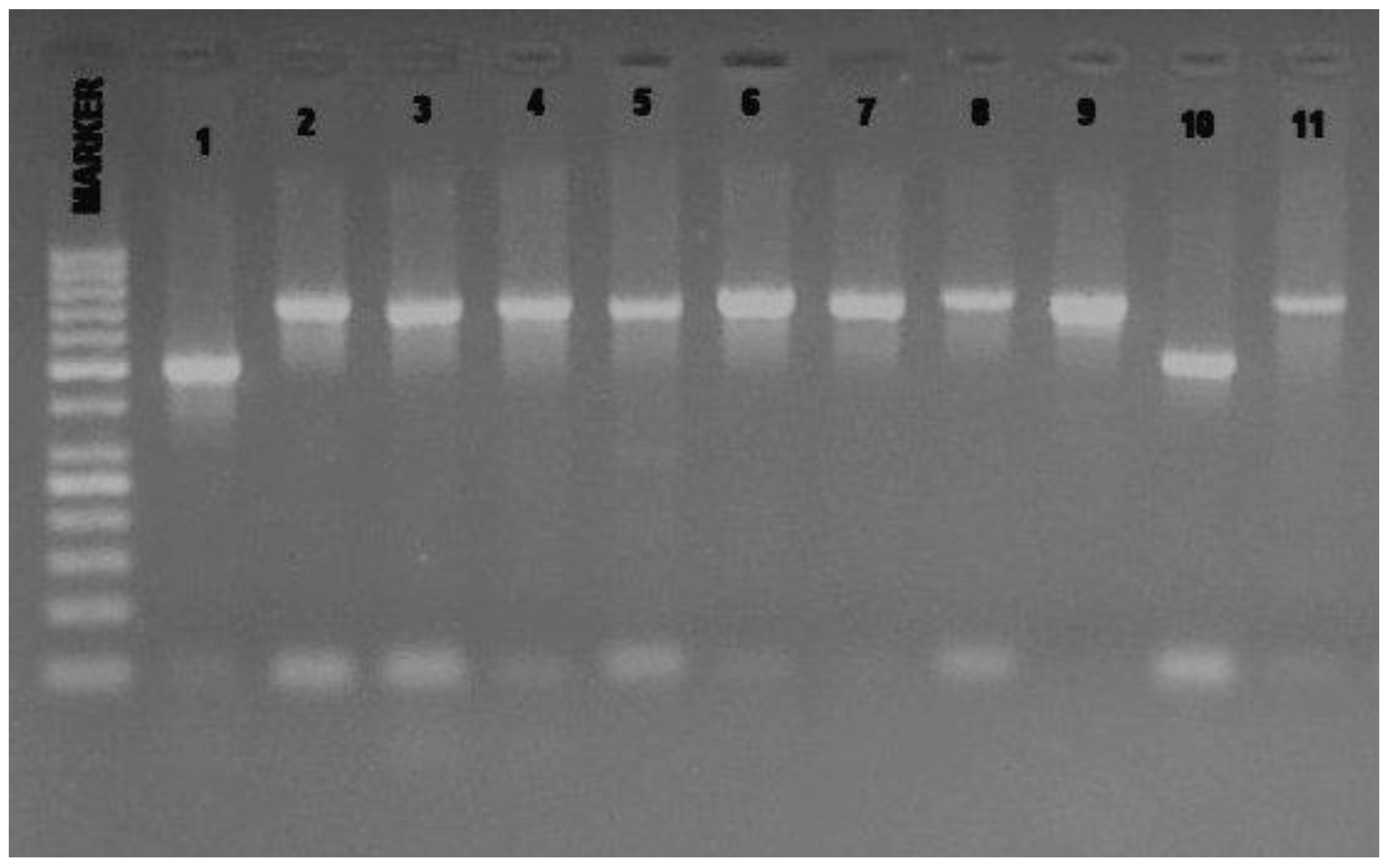 Diversity 01 00007 g003