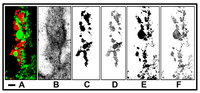Diversity 05 00426 g014 200