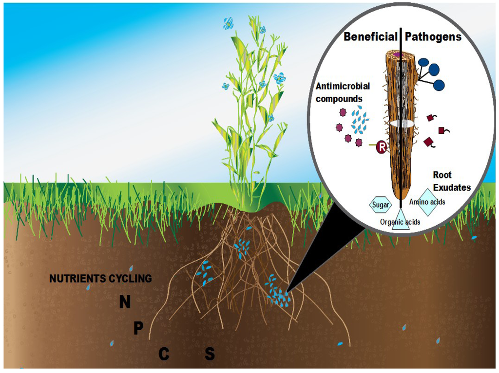 download the vegetation and physiography