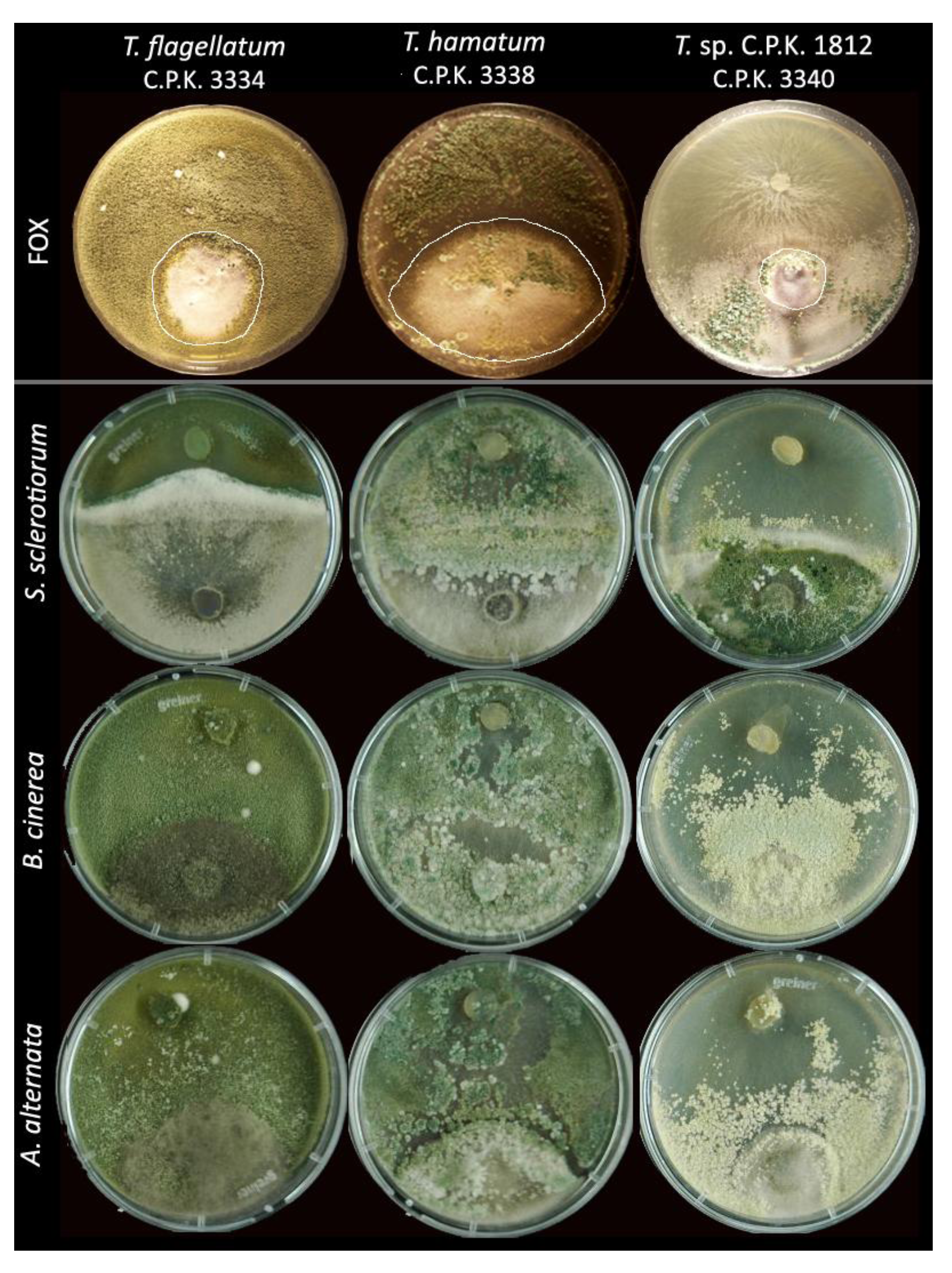 Thesis on trichoderma