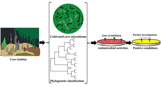 In Situ Cultured Bacterial Diversity from Iron Curtain Cave, Chilliwack, British Columbia, Canada