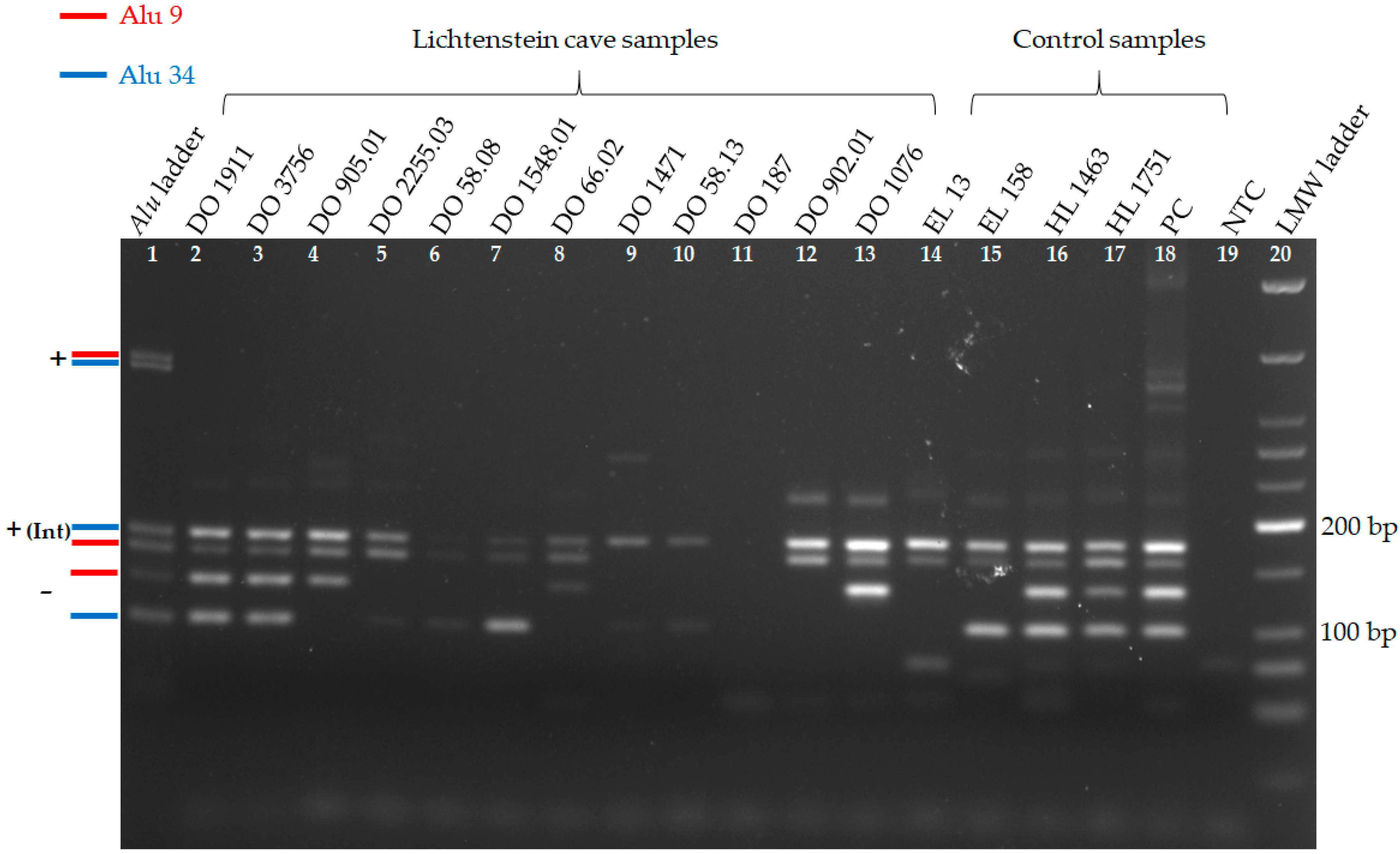 amplification of alu insertion A lab research project for the 2013 student bio expo by trevor hiscox alu elements, components of the dna previously classified as junk, are now being. amplification of alu insertion A lab research project for the 2013 student bio expo by trevor hiscox alu elements, components of the dna previously classified as junk, are now being.