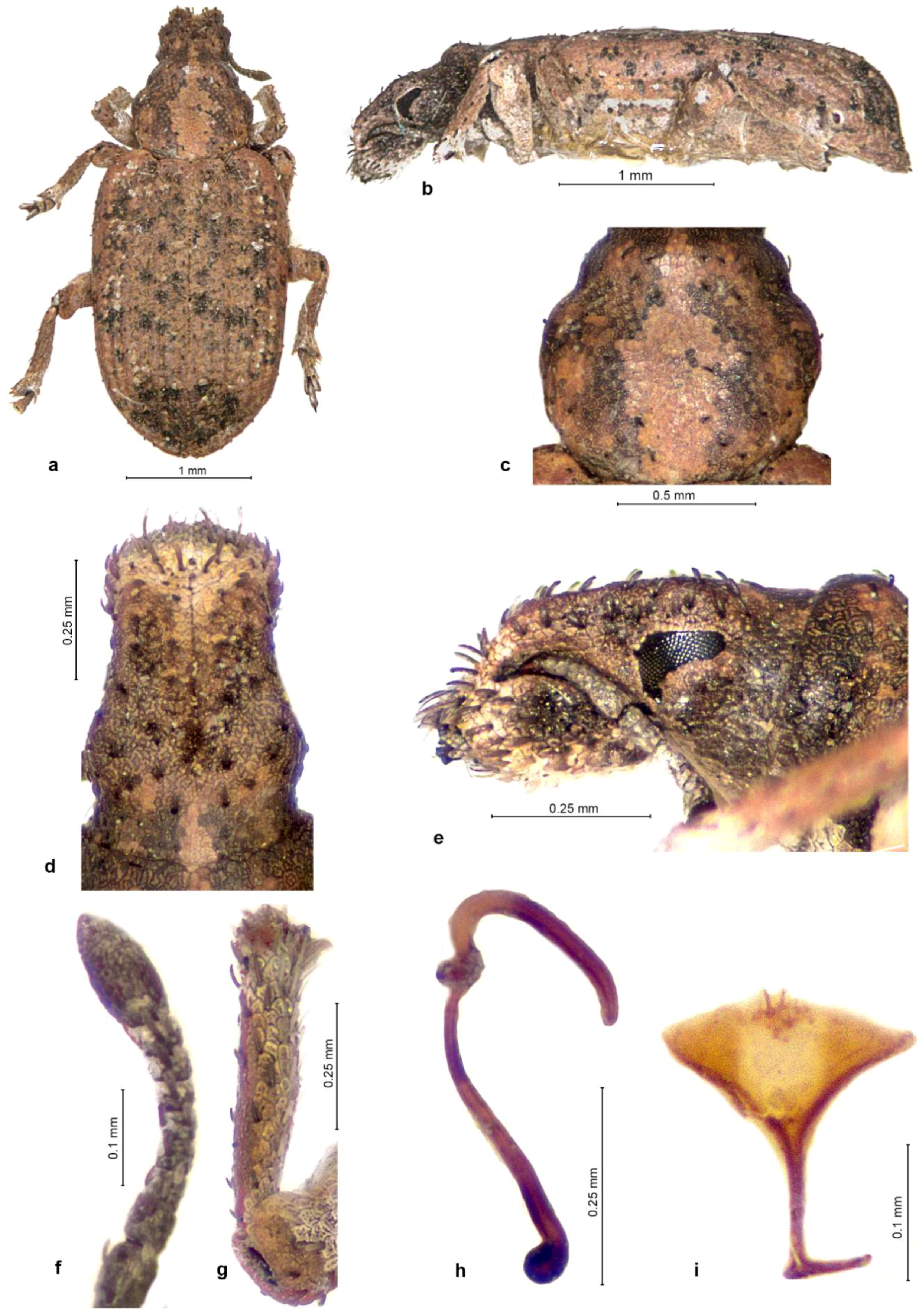 diversity free full text the enigmatic weevil genus species diversity definition