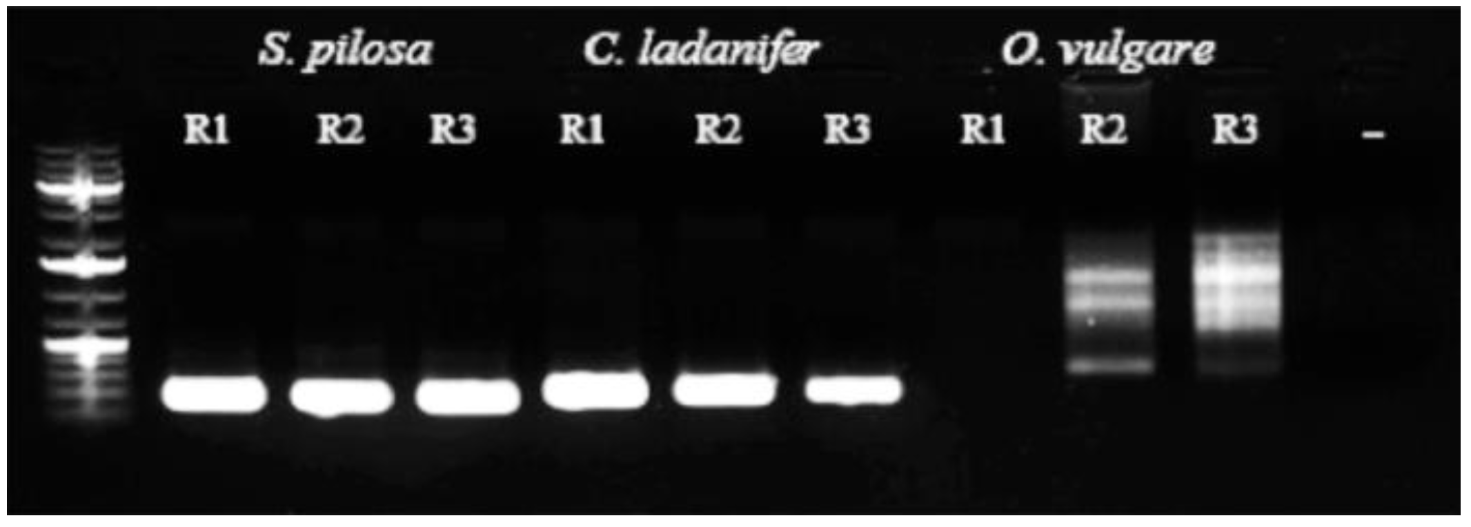 Diversity 10 00098 g004