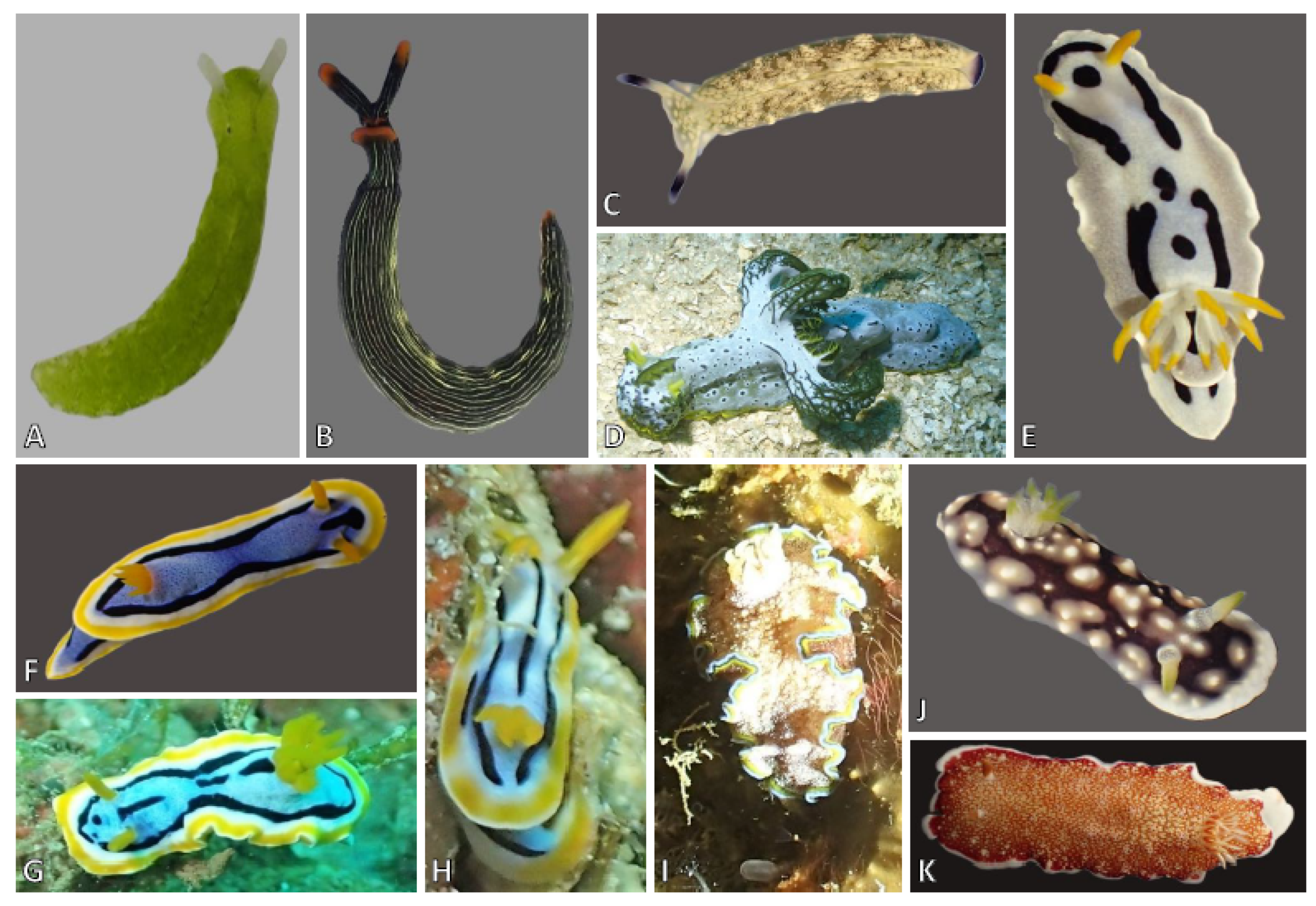 Diversity 11 00170 g002 Diversity 11 00170 g002