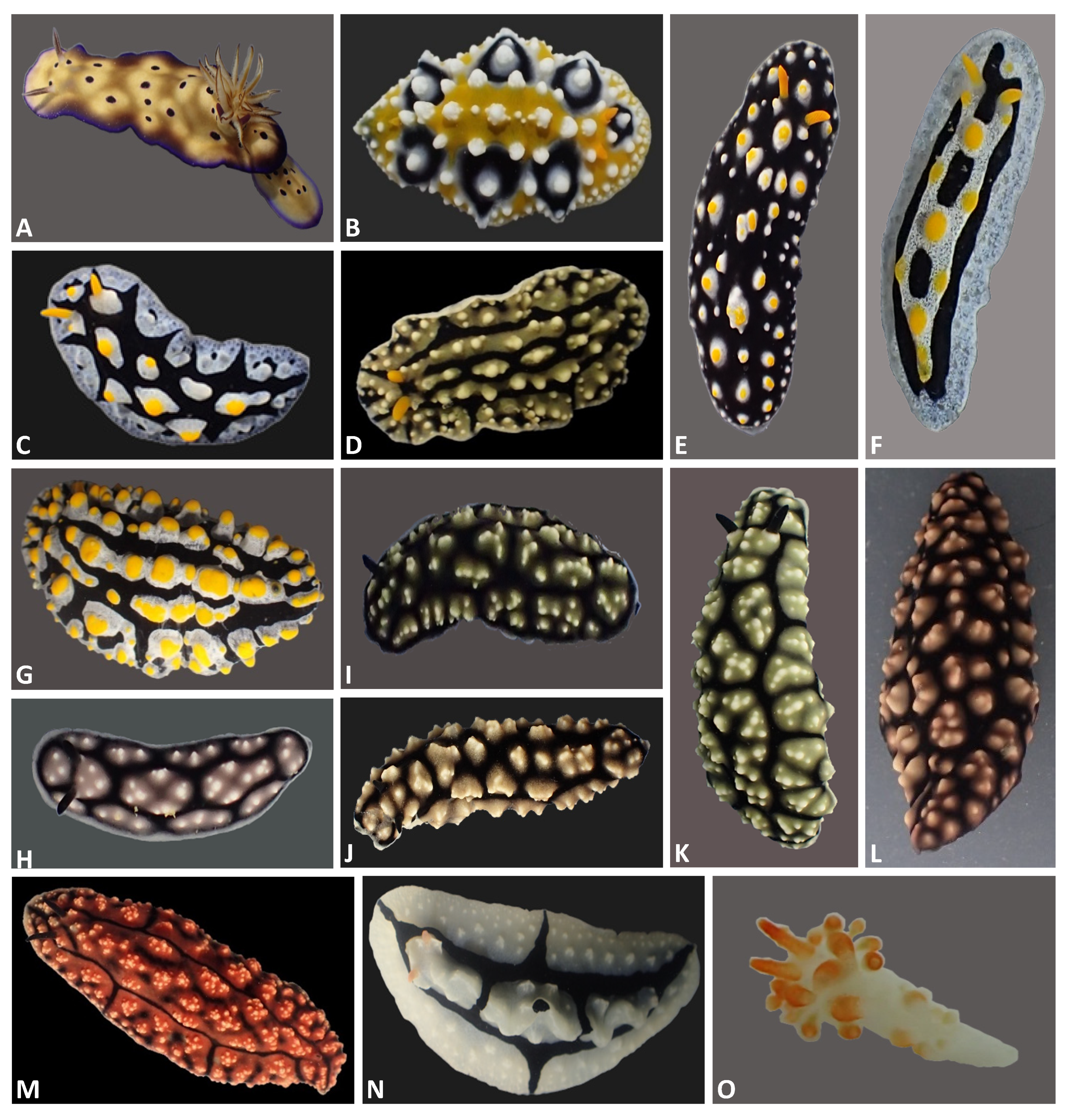 Diversity 11 00170 g003 Diversity 11 00170 g003