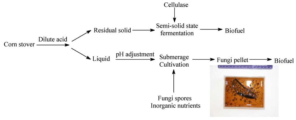 Microalgae harvesting and processing a literature review