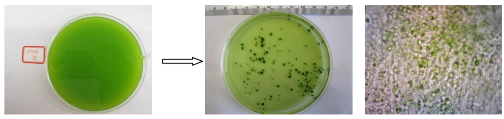 Microalgae harvesting and processing a literature review