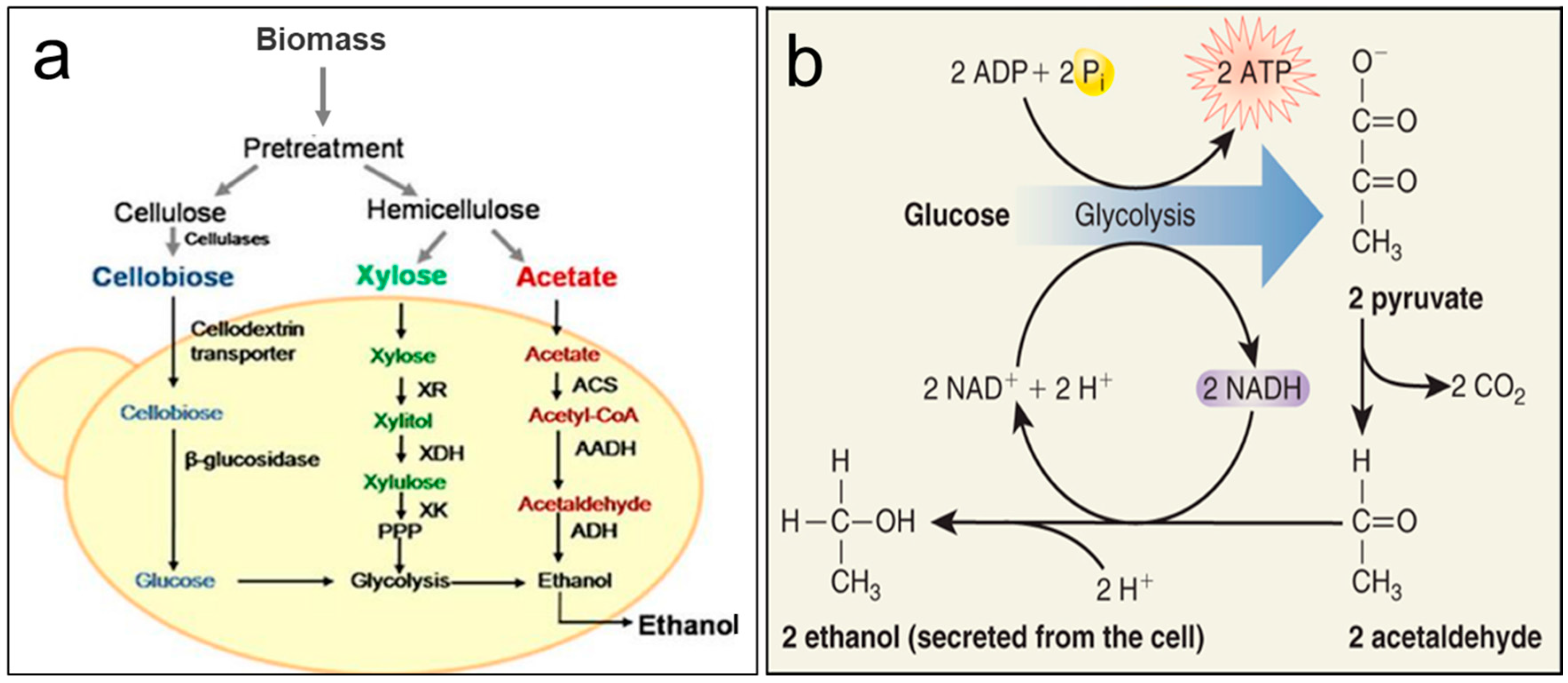 abstract glycolysis and fermentation in yeast lab abstract glycolysis and fermentation in yeast lab