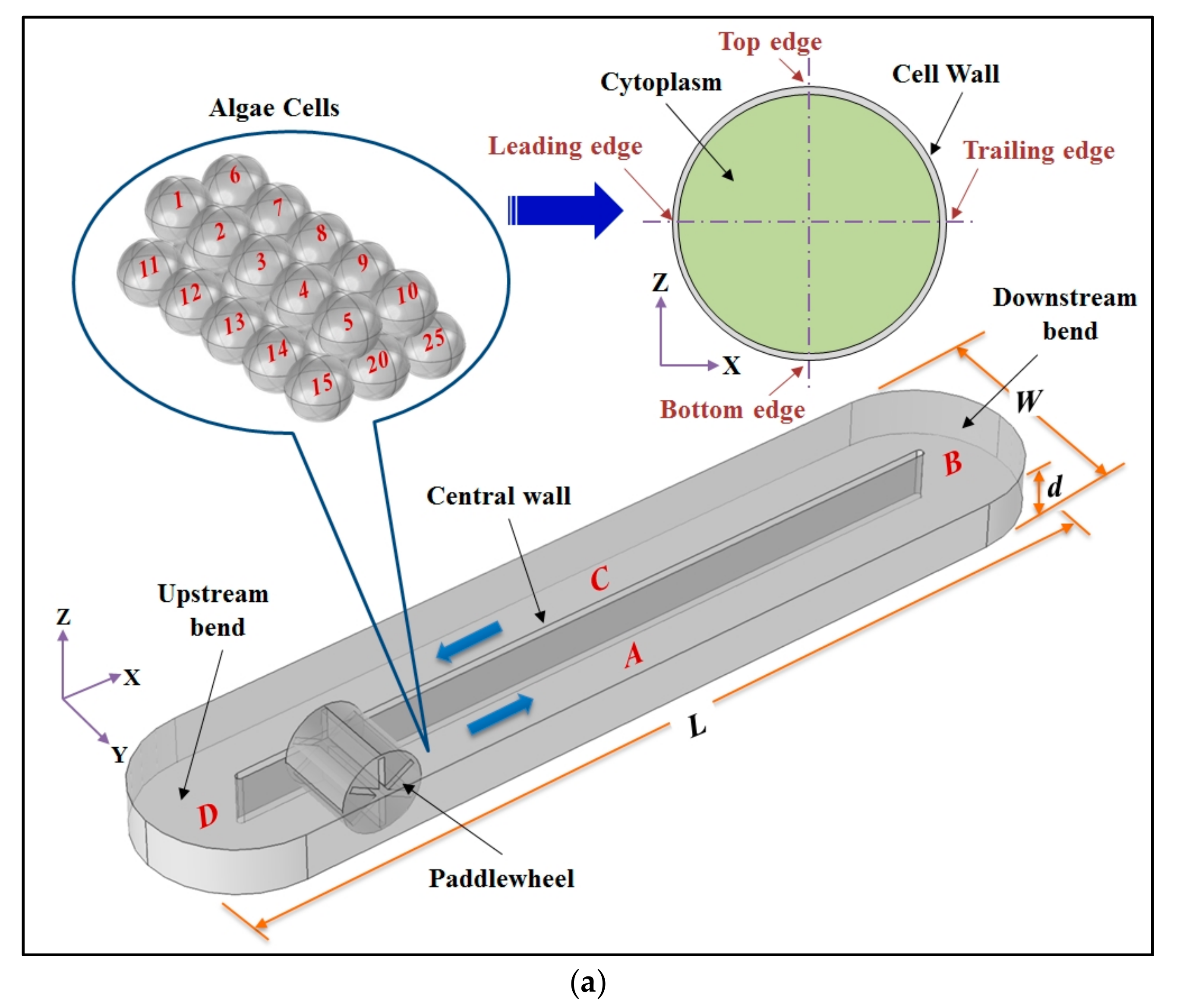 cell leading edge essay What causes cancer the past century has revealed extensive research implicating a microbial origin as the cause of cancer at the leading edge, dr royal. cell leading edge essay What causes cancer the past century has revealed extensive research implicating a microbial origin as the cause of cancer at the leading edge, dr royal.