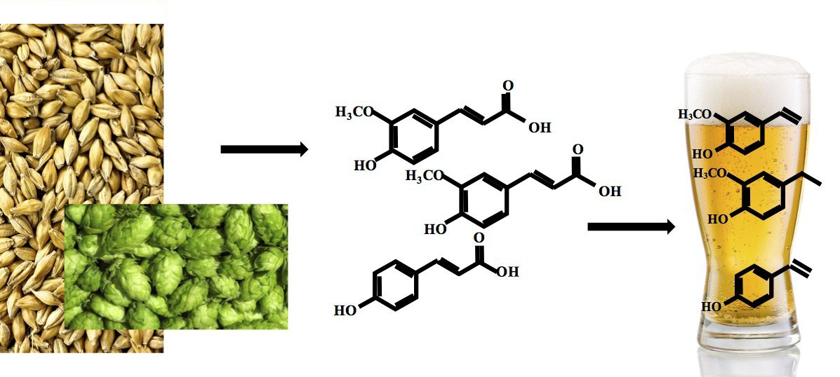 Fermentation Free FullText The Impact of Simple Phenolic Compounds on Beer Aroma and Flavor