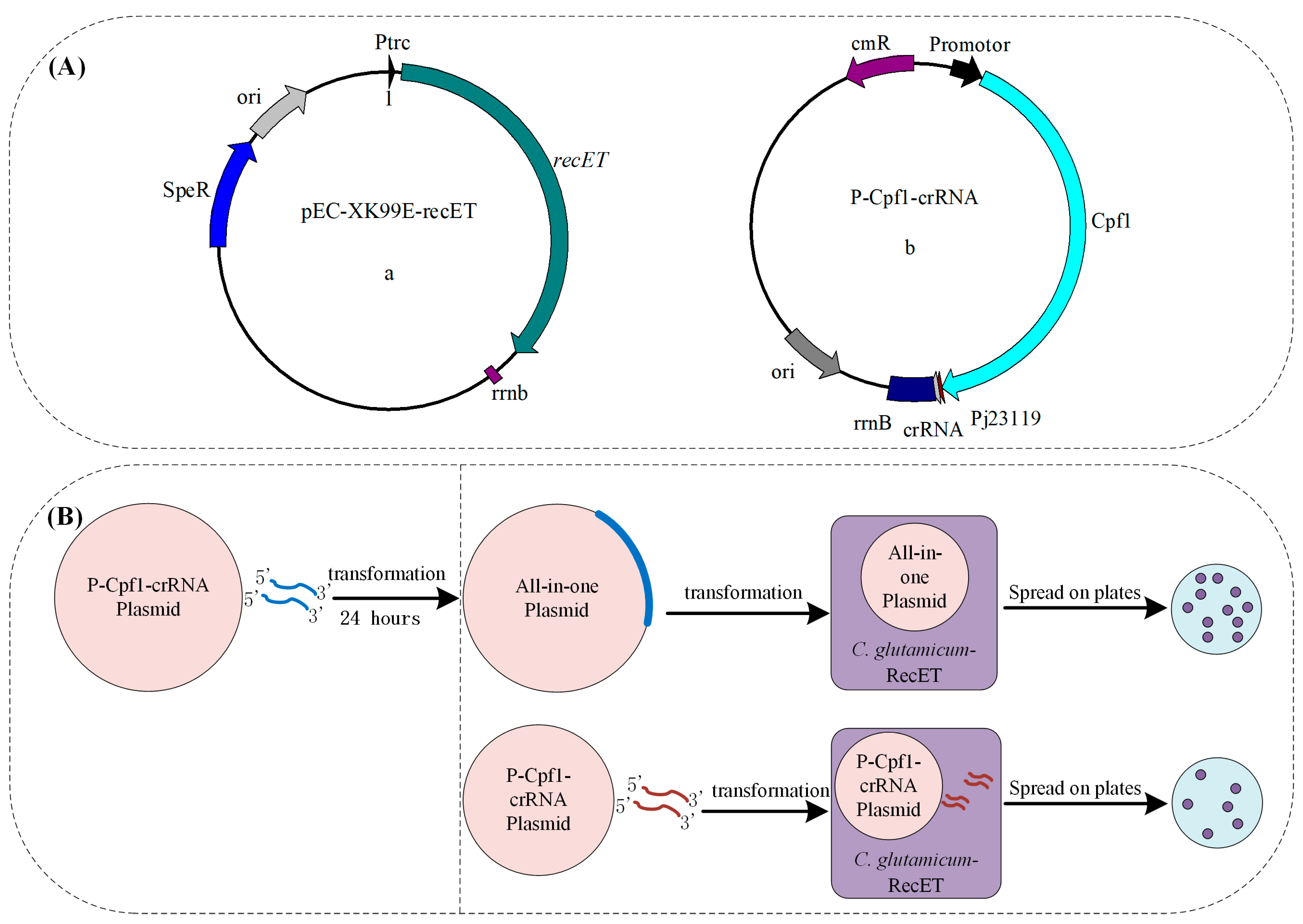 Fermentation 10 00031 g003