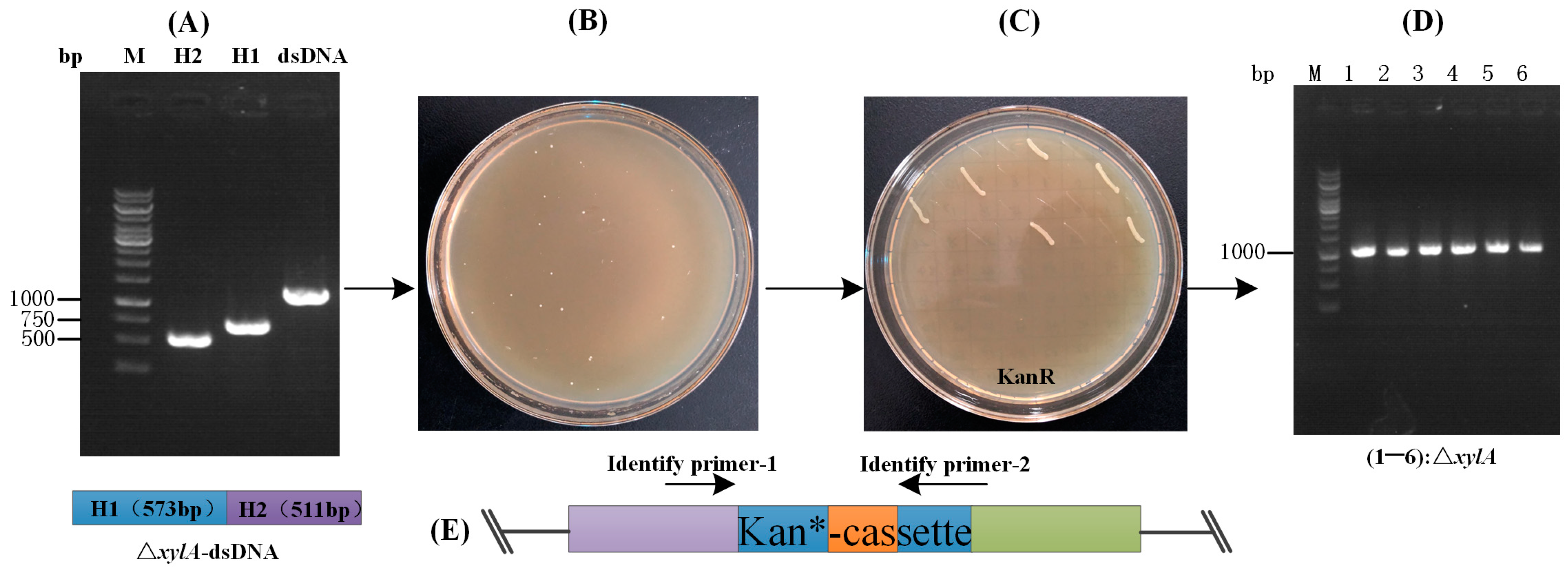 Fermentation 10 00031 g006