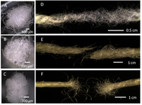 Fibers 01 00047 g002 200