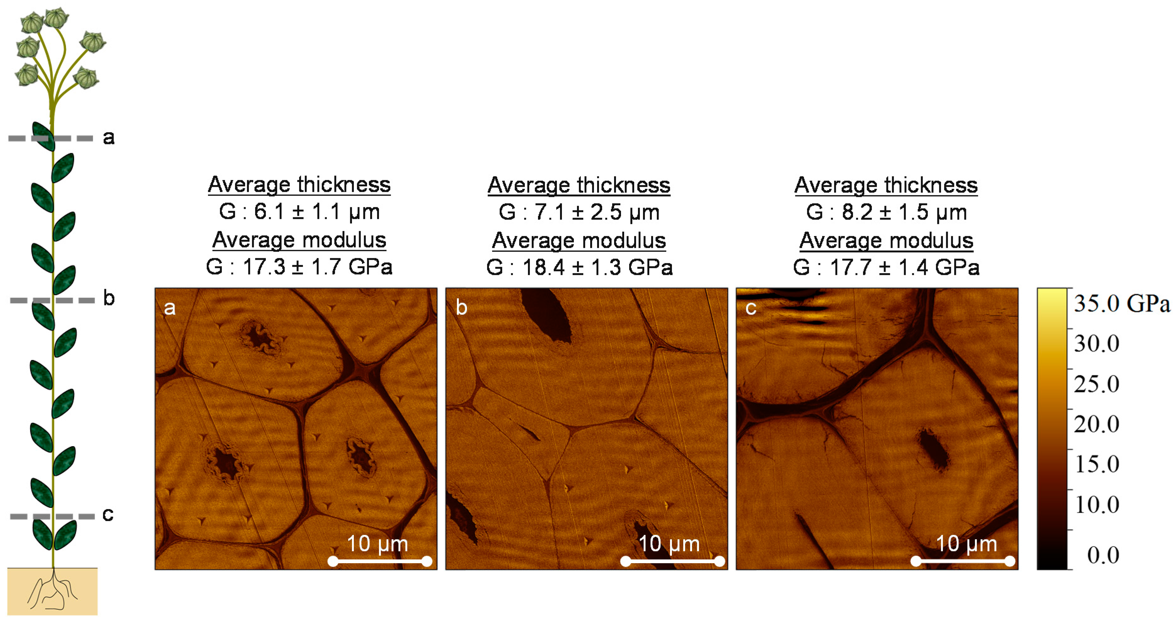 Fibers 06 00006 g002