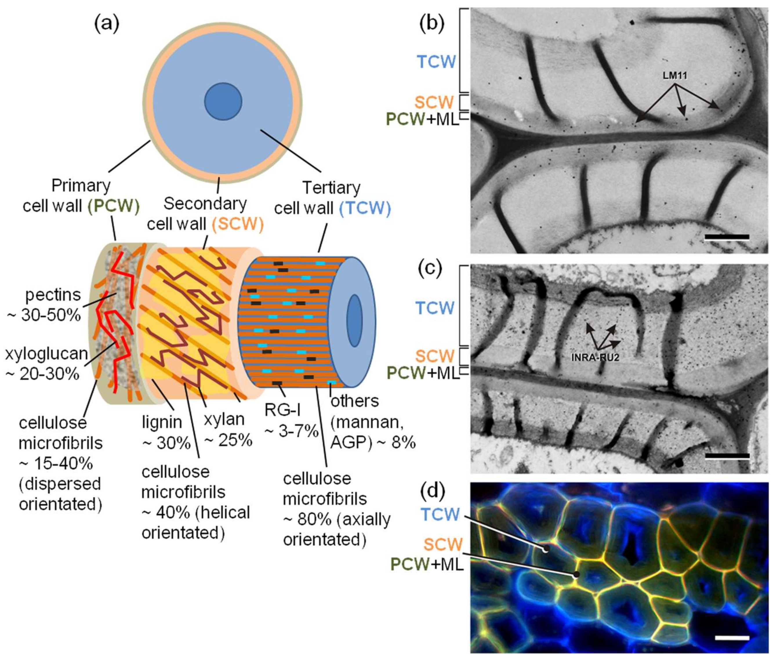 Fibers 06 00020 g003