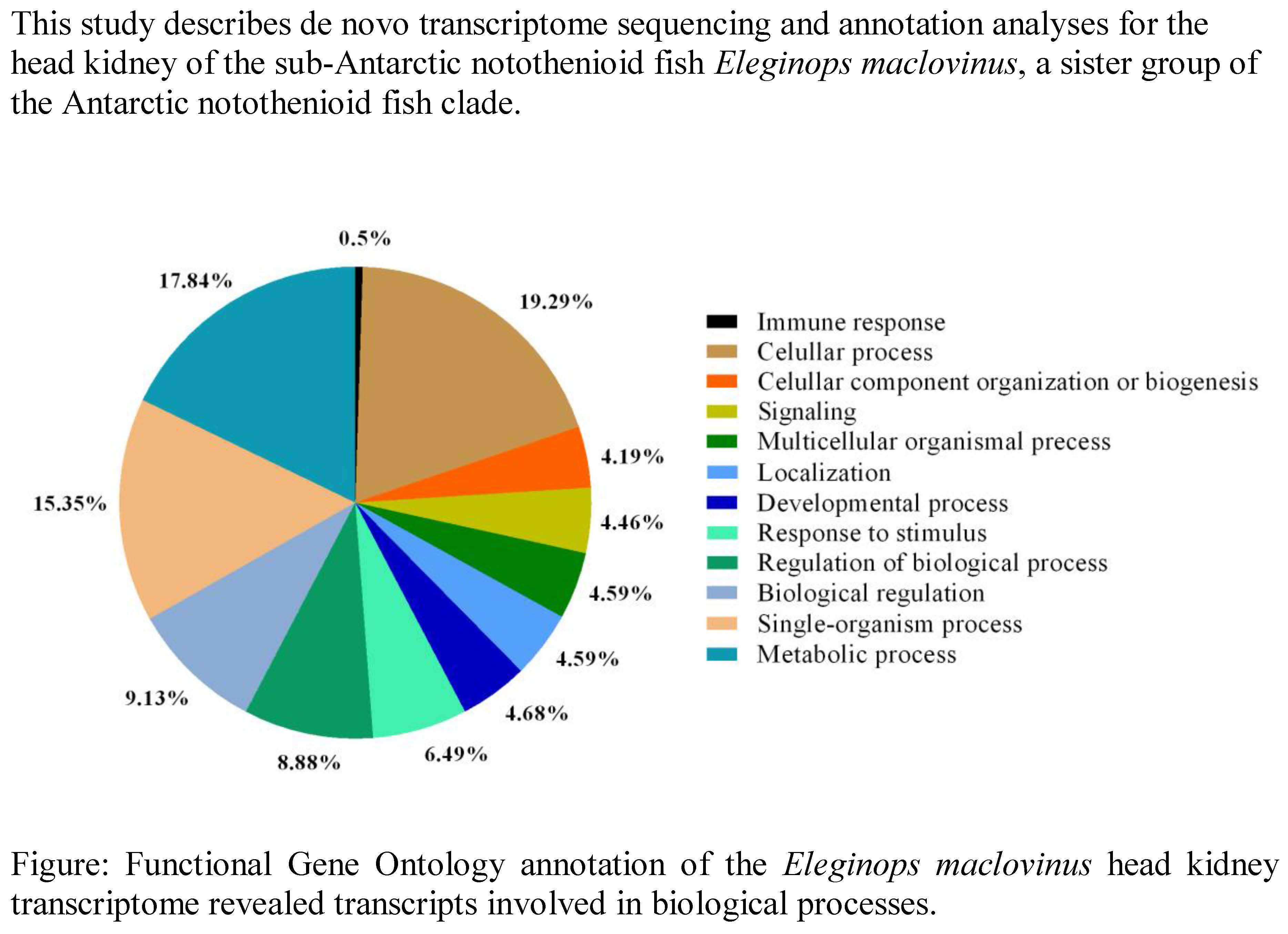 Diagram Of Fish Kidney Image collections - How To Guide 