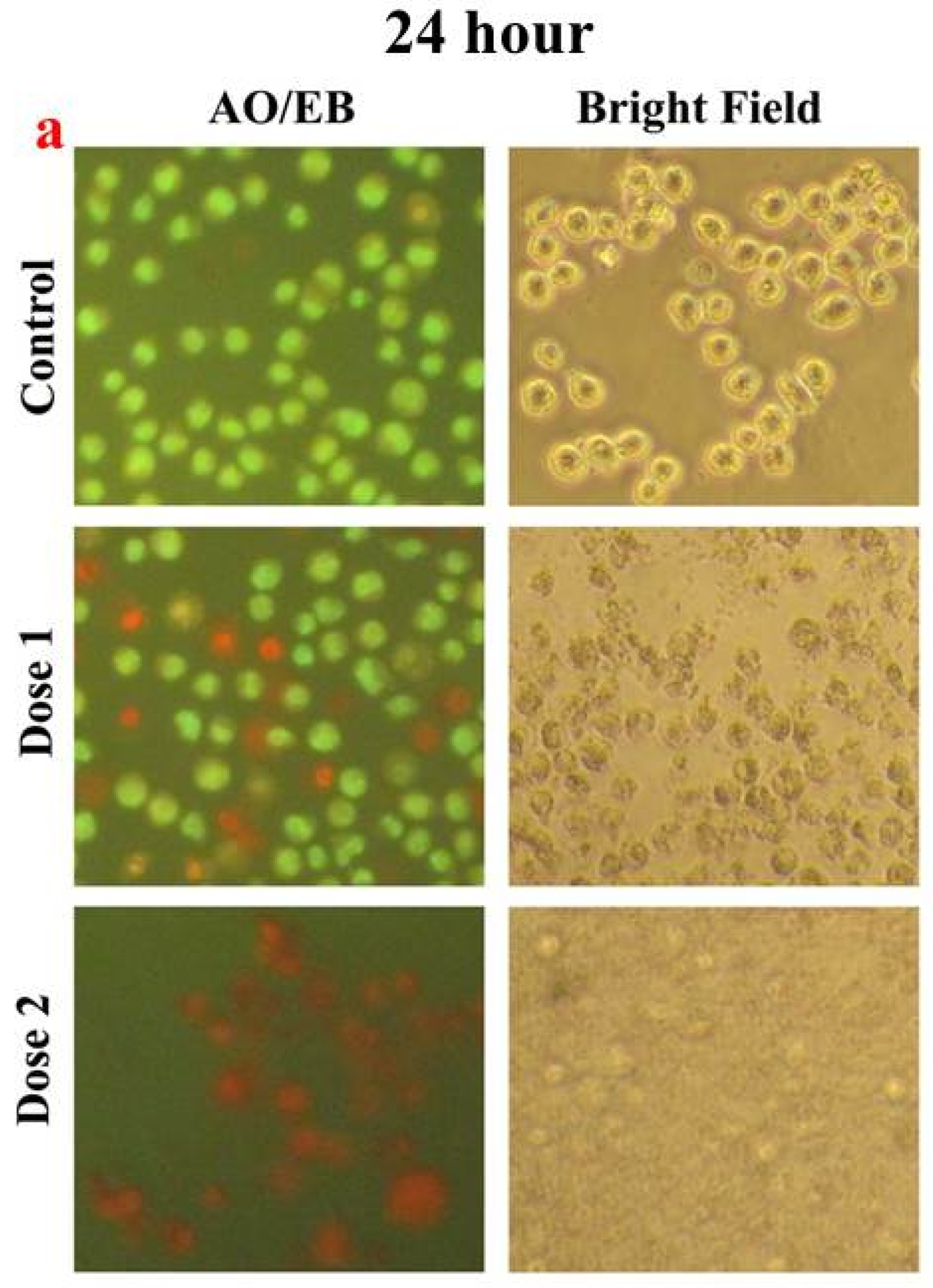 Foods 13 00554 g006a