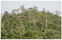 Forests 02 00777f3 200