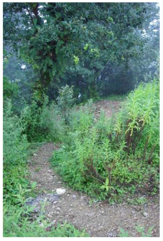 Forests 02 01031f5 1024