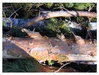 Forests 03 00864 g004 200