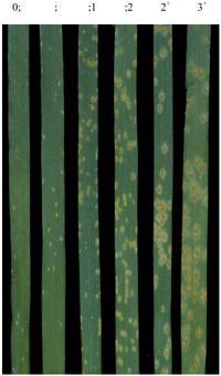 Forests 04 00070 g003 200
