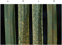 Forests 04 00070 g006 200
