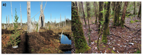 Forests 04 00085 g002 200