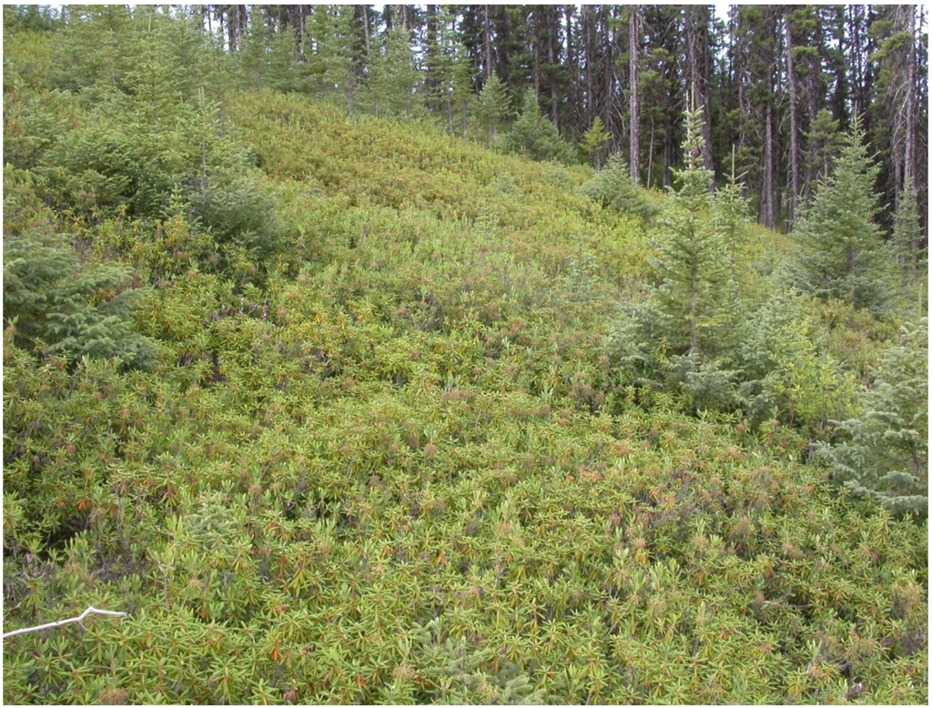 Forests 04 00613 g001 1024