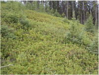 Forests 04 00613 g001 200