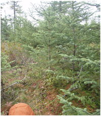 Forests 04 00613 g002 200