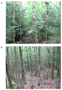 Forests 04 00650 g008 200