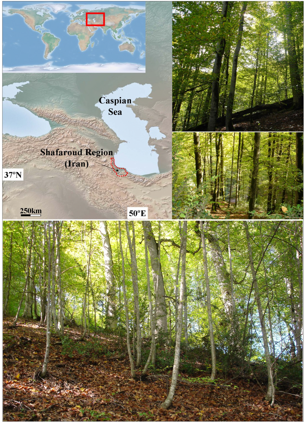 Forests 04 00751 g001 1024