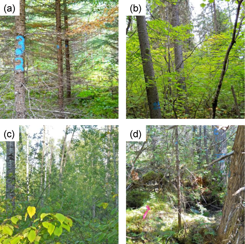 Forests 05 00325 g003 1024
