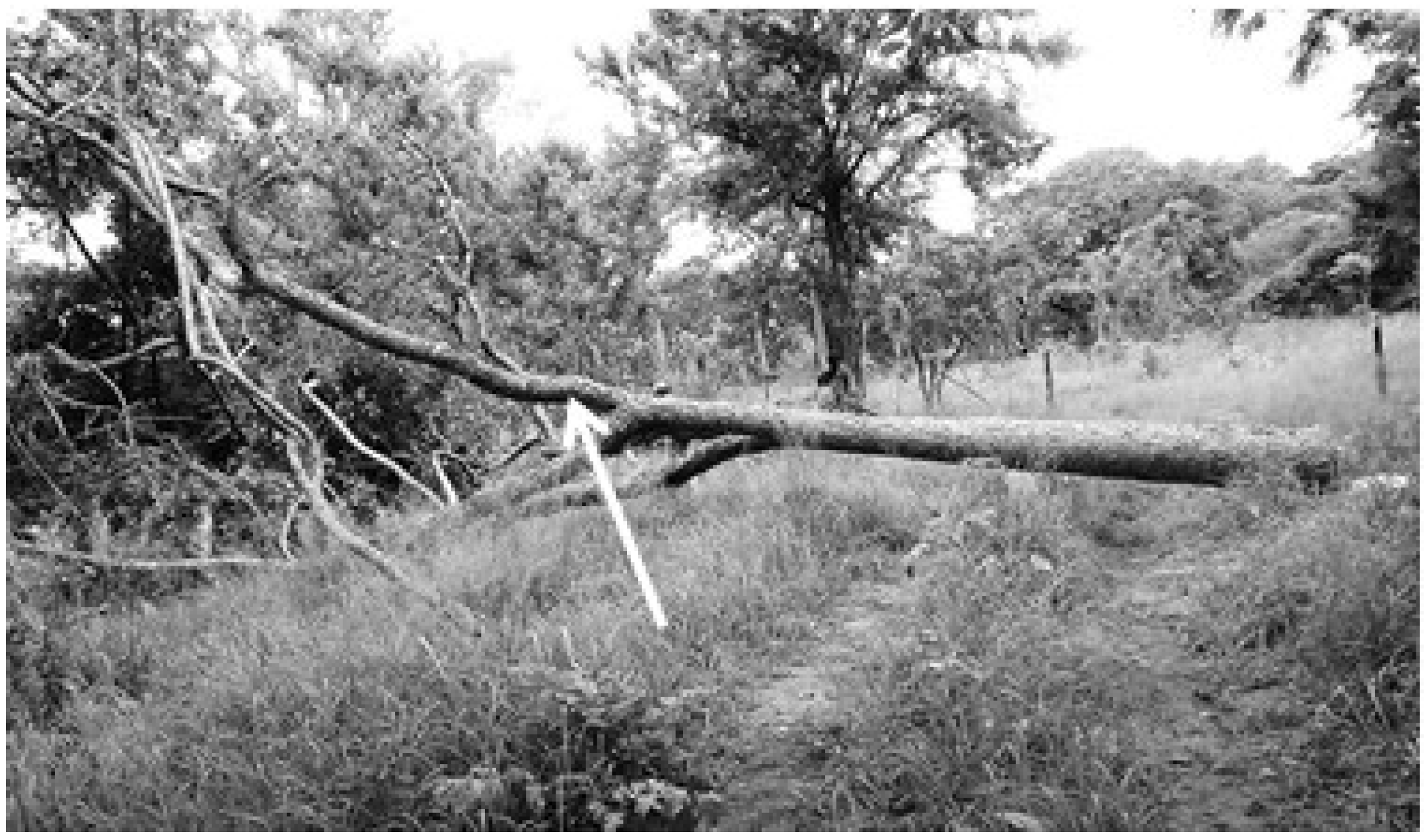 Forests 05 00535 g001