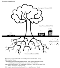 Forests 05 00847 g001 200