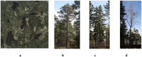 Forests 05 01011 g001 200