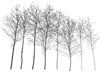 Forests 05 01069 g003 200