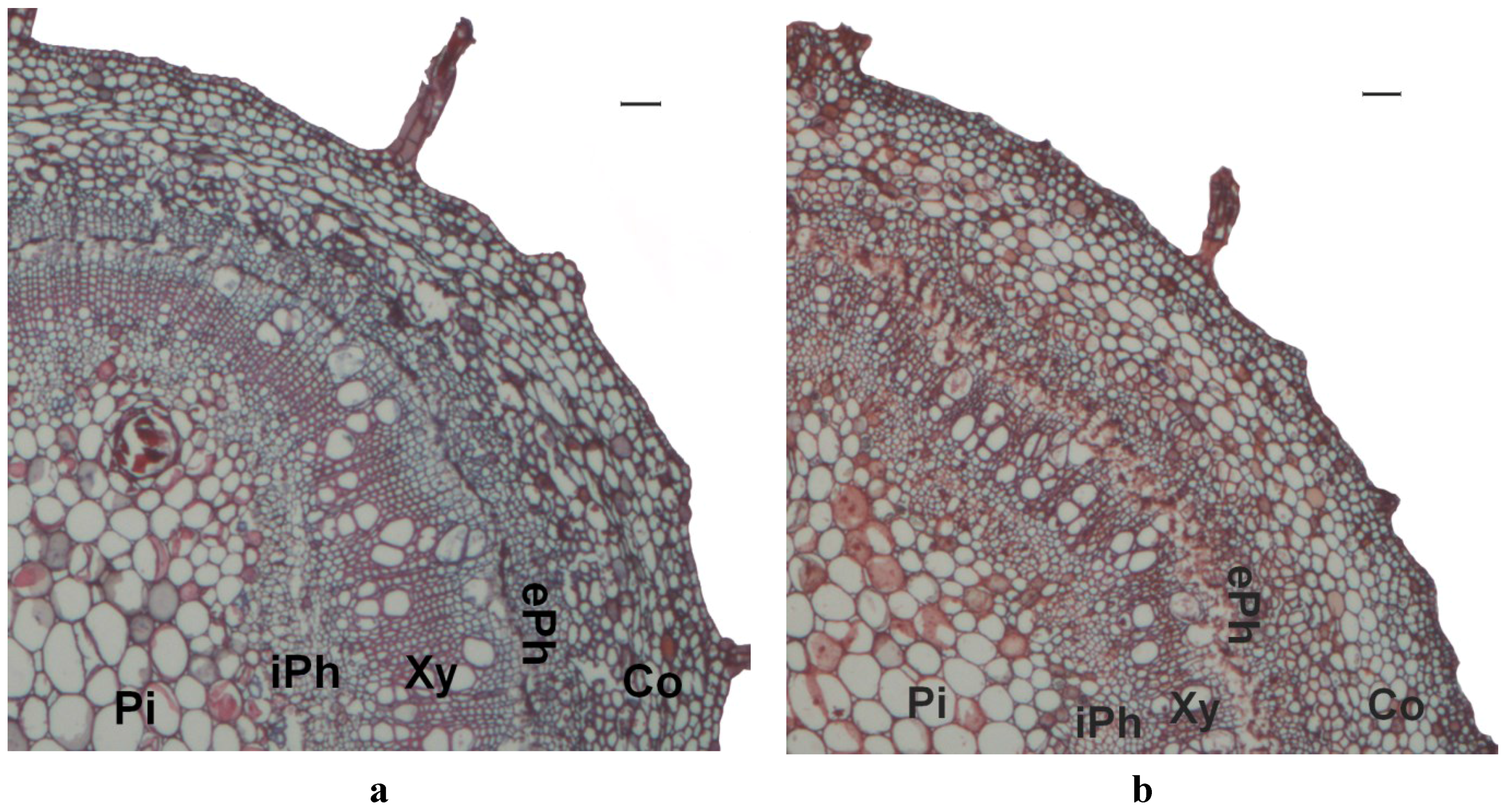 Forests 06 03763 g001