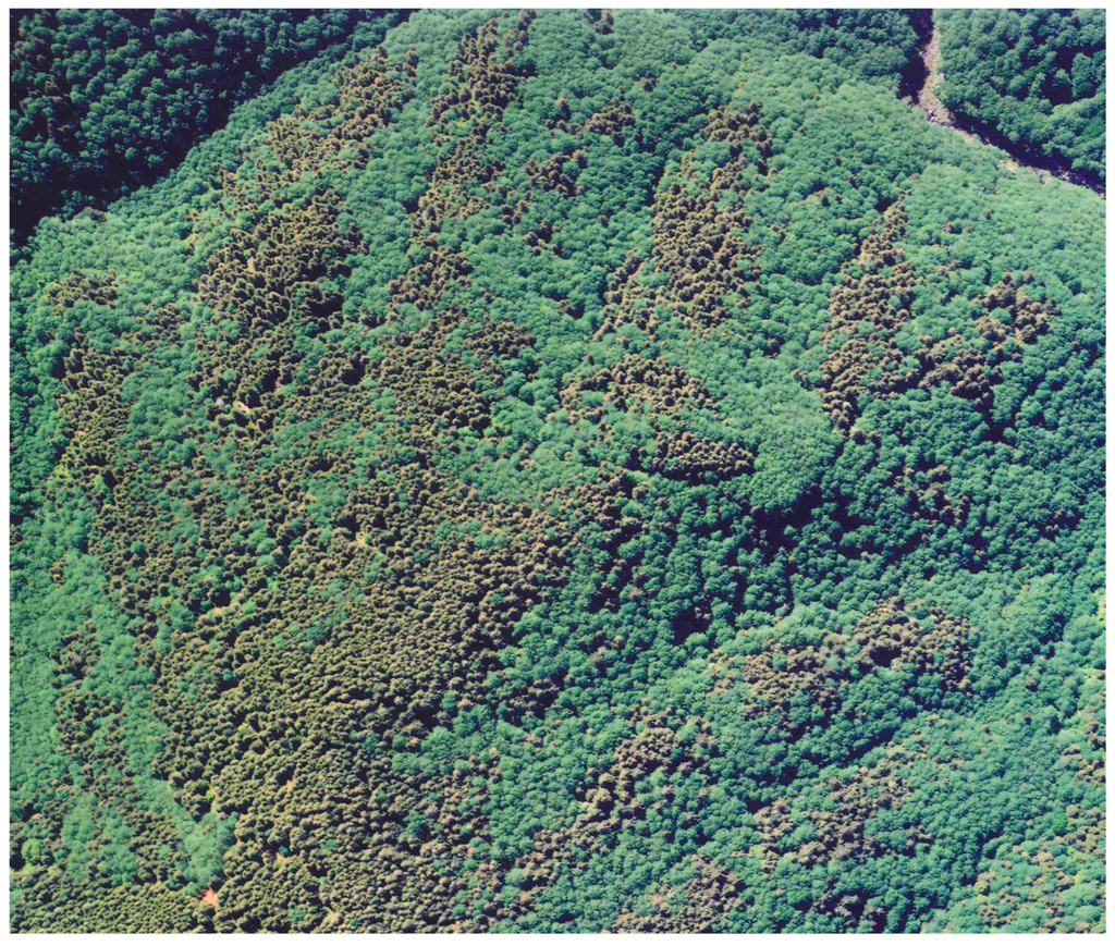 Forests 07 00155 g002 1024